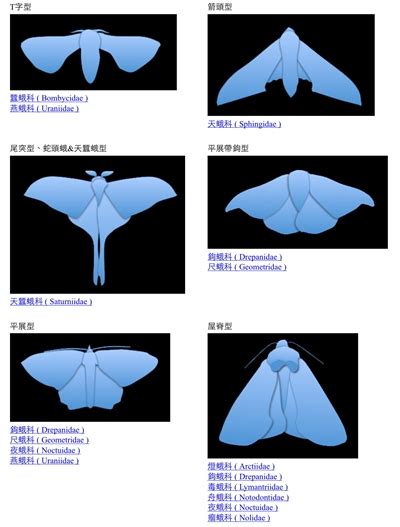 蛾號碼|蛾類輪廓簡易分類查詢 